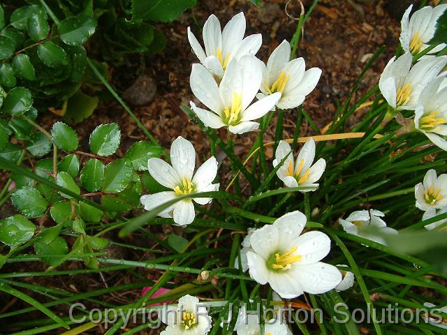 Zephyranthes white_3